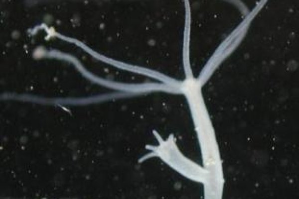 Кракен сайт нарк