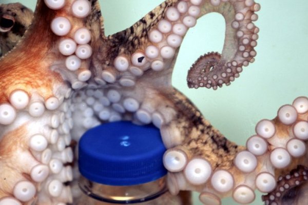 Аутентификатор кракен